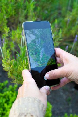 Akıllı telefonlu bir kadının elleri bahçede çiçeklerin fotoğrafını çekiyor. Ekranda çiçeklerden birinin detaylarını görebilirsiniz.