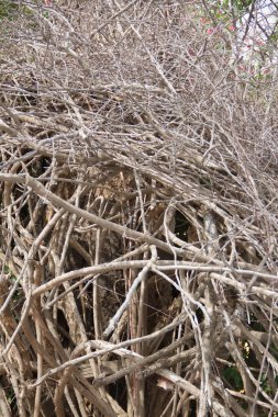 Bacaklarda, kazık, ahşap
