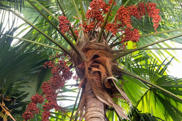 Areca-Baum — Stockfoto