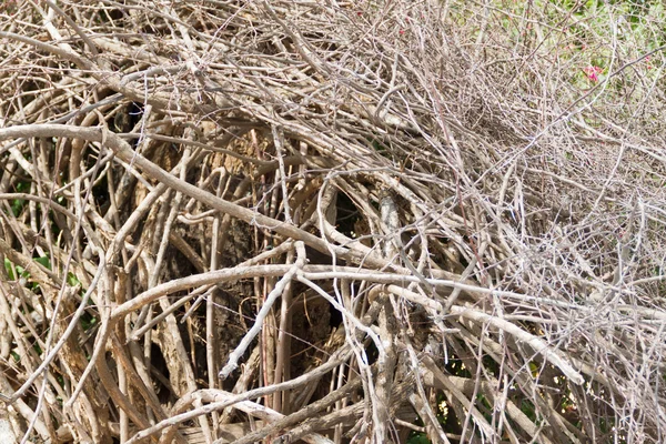 Ledematen, stapel, hout — Stockfoto