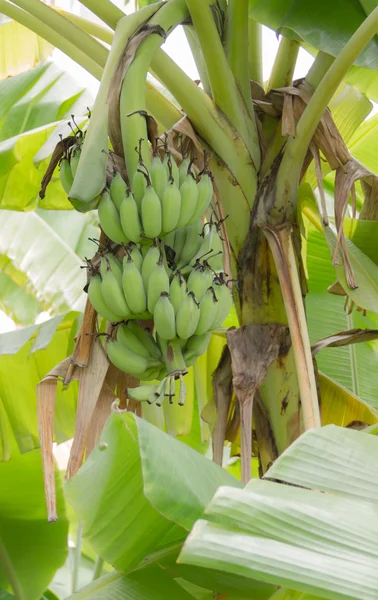 Banane im Dschungel — Stockfoto