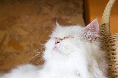 Yavru kedi için sepet içinde bir şey hayal.