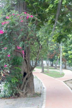 Parkta yürüyüş yanında büyük Begonvil