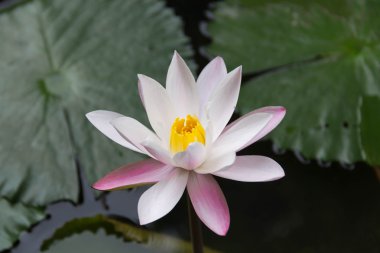 Beyaz ve mor lotus su