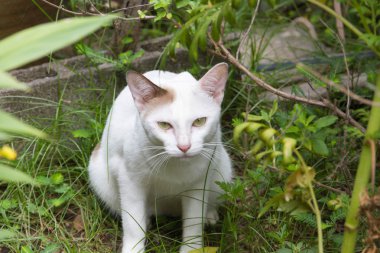 Sana bakan Bahçe beyaz kedi