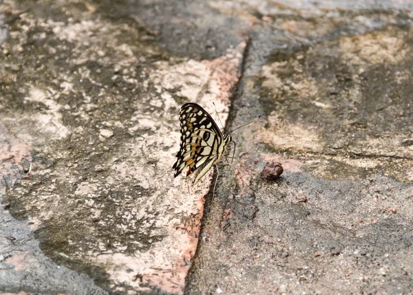 Papillon marchant camouflé sur le sol — Photo