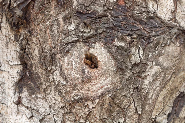 E oorspronkelijke houtstructuur op de grote boom — Stockfoto