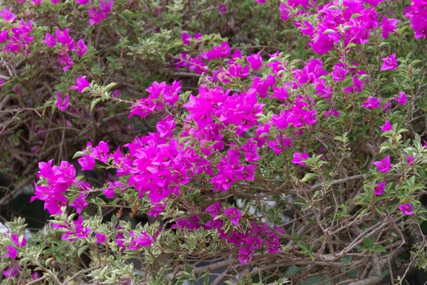 紫色のブーゲンビリアの美しい — ストック写真