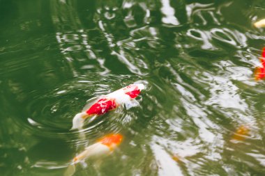 Hızlı akış su Koi veya fantezi sazan balık yüzme. Yüzeyi ışığın yansıması dalgalanma.