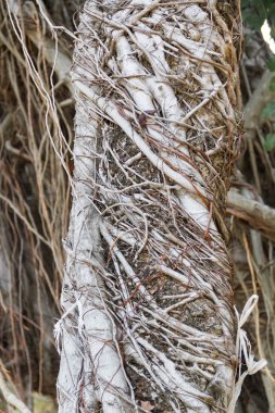 Büyük ve uzun asma doğada - bitki sürünen