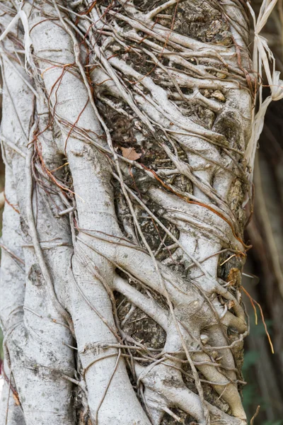 Oudere en lange liaan in de natuur - kruipende plant — Stockfoto