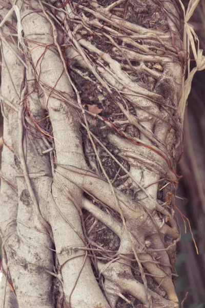 Older and long vine in nature , creeping plant - Vintage filter effect — Stock Photo, Image