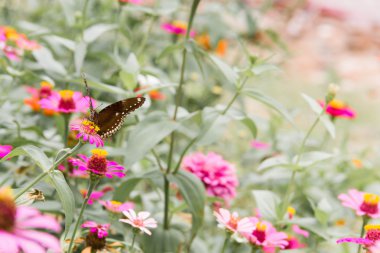 Güzel kelebek ve Kasımpatı çiçeği bahar
