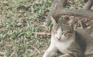 Kedi kedi Bahçe - Vintage filtre efekti