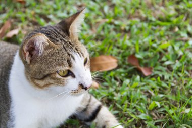Kedi kedi içinde belgili tanımlık bahçe dinlenmek
