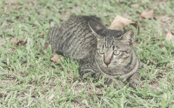 Pussy Cat im Garten - Vintage Filtereffekt — Stockfoto