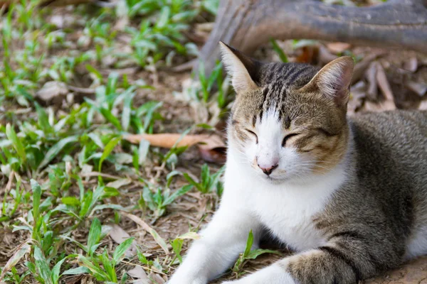 Kot zrelaksować się w ogrodzie — Zdjęcie stockowe