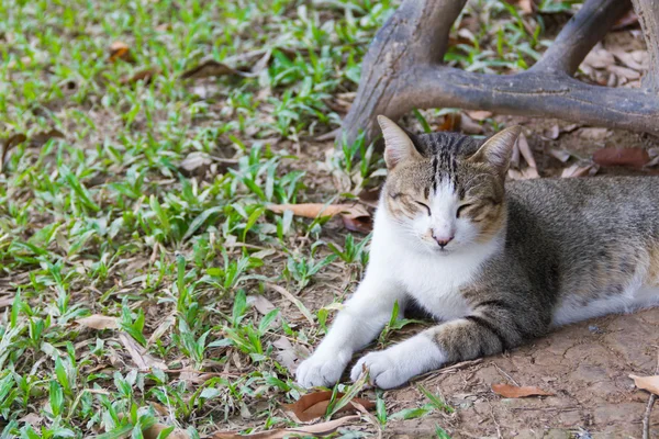 Kot zrelaksować się w ogrodzie — Zdjęcie stockowe