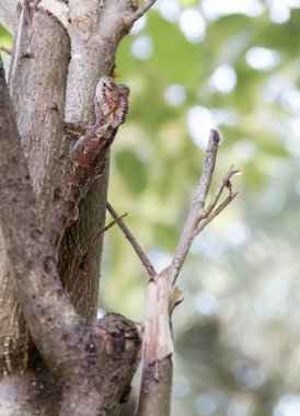 Ağaçta kamufle kırmızı kahverengi kertenkele.