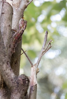 Ağaçta kamufle kırmızı kahverengi kertenkele.