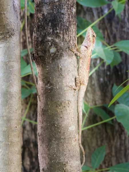 Rood bruin hagedis gecamoufleerd op een boom. — Stockfoto