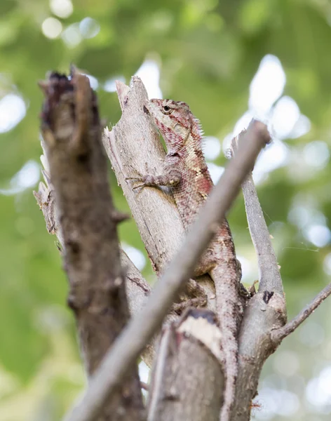 Rood bruin hagedis gecamoufleerd op een boom. — Stockfoto