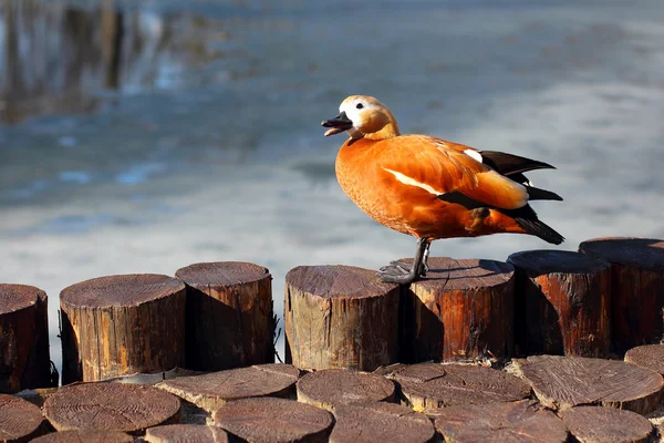 Pato brillante sentado en un árbol en el fondo del agua — Foto de Stock