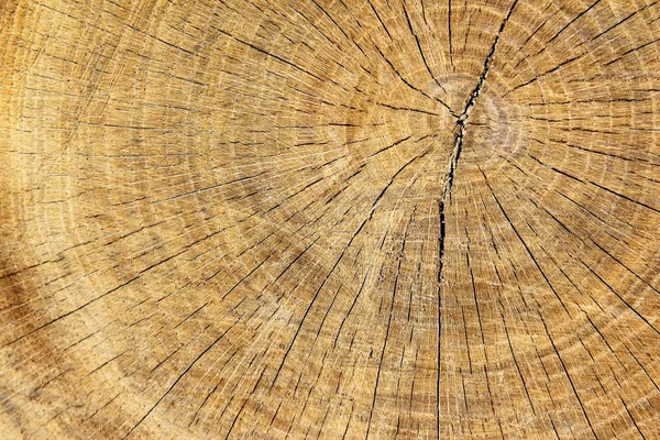 The texture of wood cut across — Stock Photo, Image