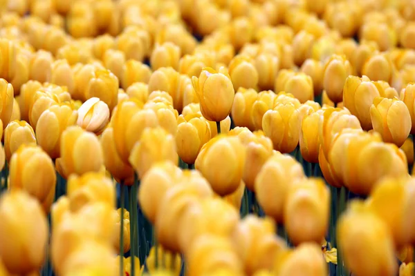 Stort utbud av växande gula tulpaner — Stockfoto