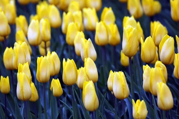 Många växer ljusa gula tulpaner — Stockfoto