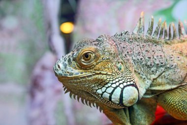 Yeşil iguana closeup portresi