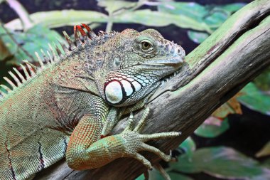 Yeşil iguana closeup portresi