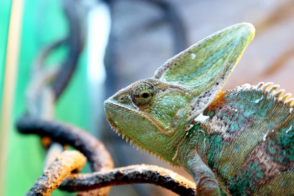 Portræt af en chamaeleo calyptratus closeup - Stock-foto