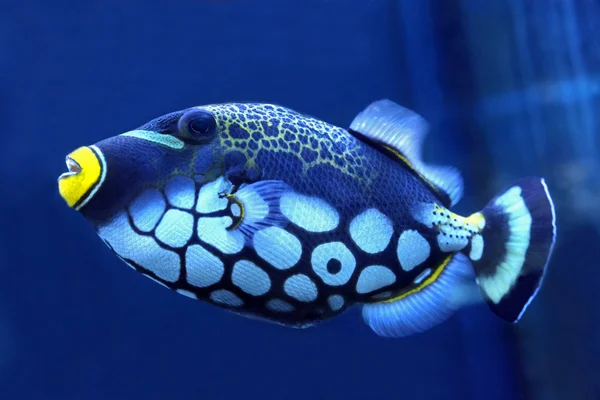 Brilhante peixe gatilho fechar — Fotografia de Stock