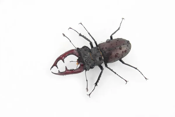 Beetle deer on the water drops on white background — Stock Photo, Image