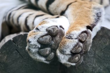 Kaplan closeup arka ayakları