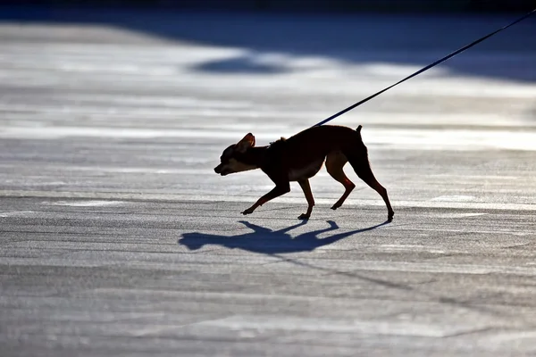 Silhouette of a small pedigree dogs on a leash — Stock Photo, Image