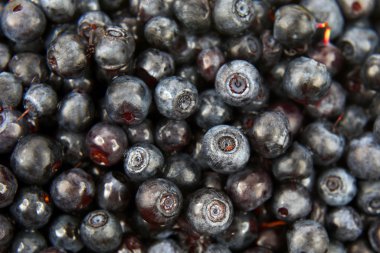 taze yaban mersini closeup bol