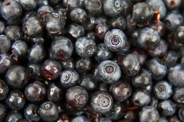 taze yaban mersini closeup bol