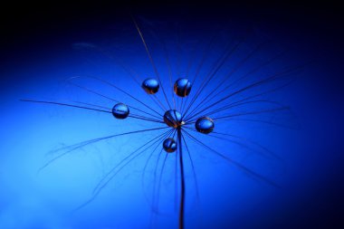 su üzerinde bir karahindiba keser