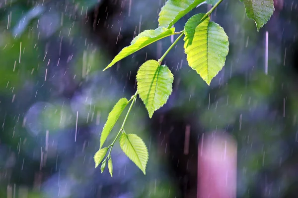 Rama con hojas verdes bajo la lluvia — Foto de Stock