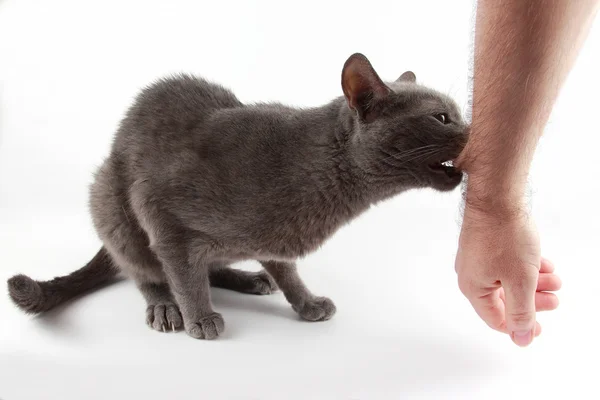Cinza gato mordendo mão em sua boca no fundo branco — Fotografia de Stock