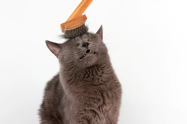 Szürke macska fésült gyapjú ecset a fejét — Stock Fotó