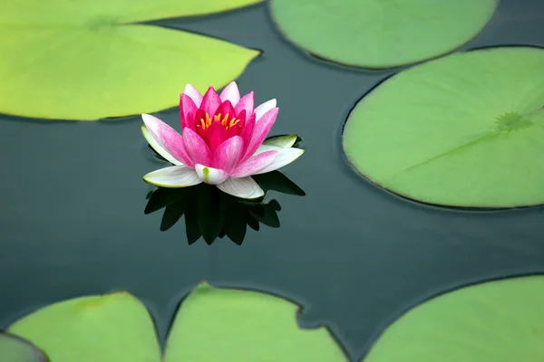 Flor roja brillante lirio loto agua — Foto de Stock