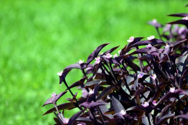 Yeşil bir arka plan üzerinde dekoratif çiçek