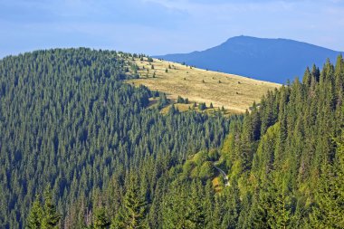 Orman dağ yamacı. Karpatlar. Ukrayna