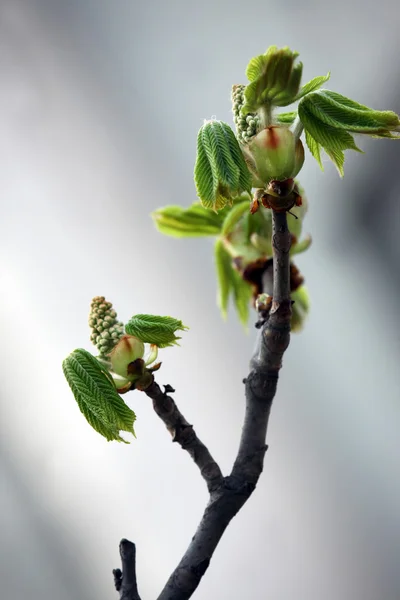 柔らかいバック グラウンドで開花栗の始まり — ストック写真