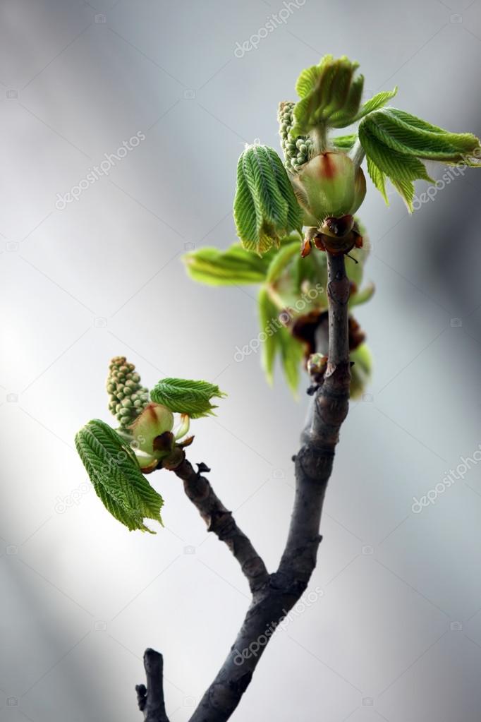 beginning of flowering chestnut in soft background