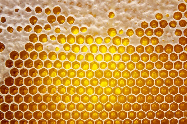 蜂窝里的新鲜蜂蜜糖 天然食物背景 — 图库照片#