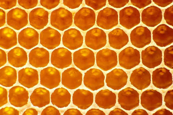 Verse Bijenhoning Een Honingraat Lichte Close Vitamine Natuurlijk Voedsel Textuur Stockfoto